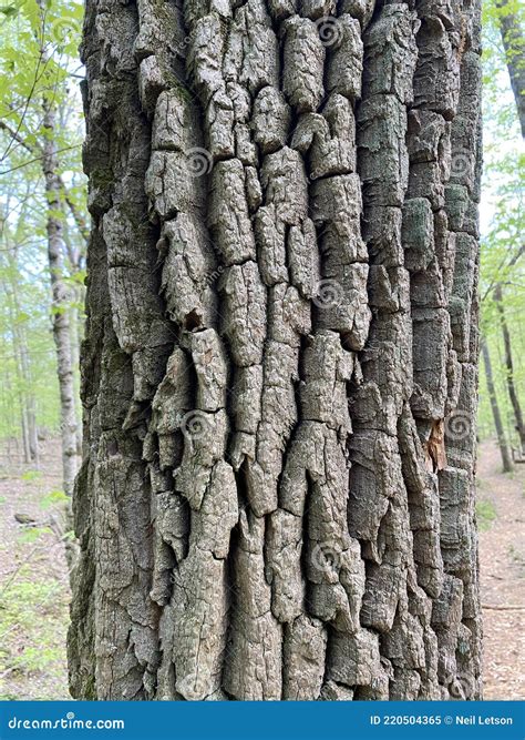 Quercus Muehlenbergii Bark