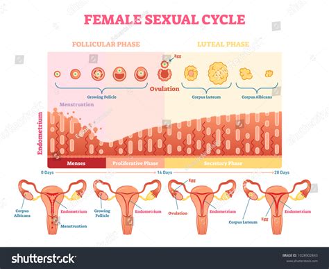 Female Sexual Cycle Vector Illustration Graphic Stock Vector Royalty Free 1028902843