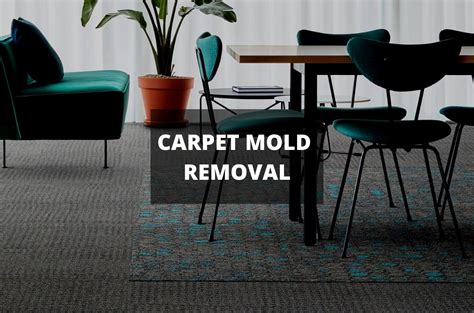 How To Remove Mold From Carpet With Vinegar Mold Remediation