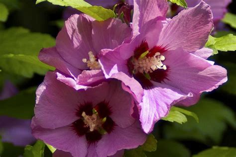 Fleurs Comestibles D Couvrir Et Cultiver Au Jardin