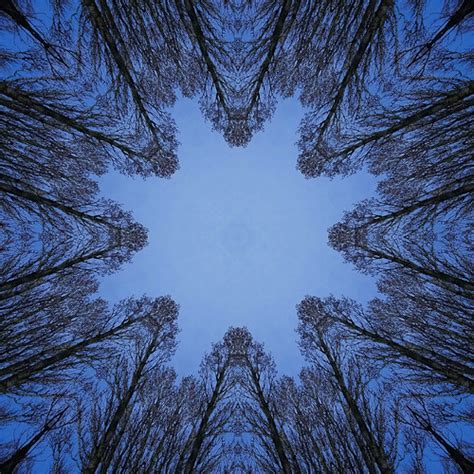 8th March 2020 Kaleidoscope Poplar Trees Stenner Lane Flickr