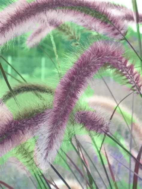 Purple Fountain Grass Grow Tips