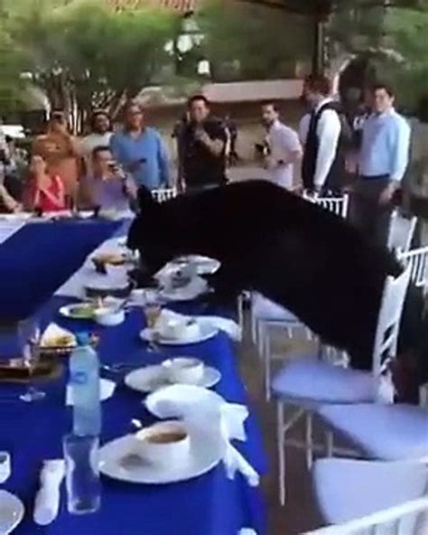 Viral Oso Invade Banquete En Nuevo Leon V Deo Dailymotion