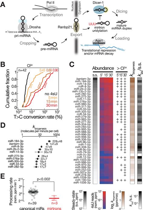 Figure 1 From Time Resolved Small RNA Sequencing Unravels The Molecular