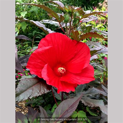 Hibiscus 'Midnight Marvel', Hardy Hibiscus – Dancing Oaks Nursery and ...