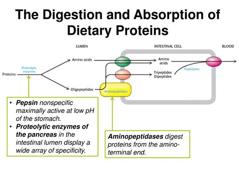 Ppt Protein Turnover And Amino Acid Catabolism Powerpoint Presentation Id 6574601