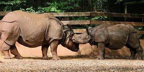 Rhino Animal Pachyderm Rhino Baby Rhino Young Nürnberger