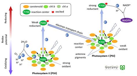 Photosynthetic Apparatus