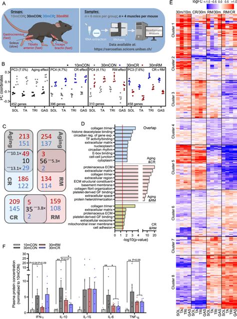 Distinct And Additive Effects Of Calorie Restriction And Rapamycin In