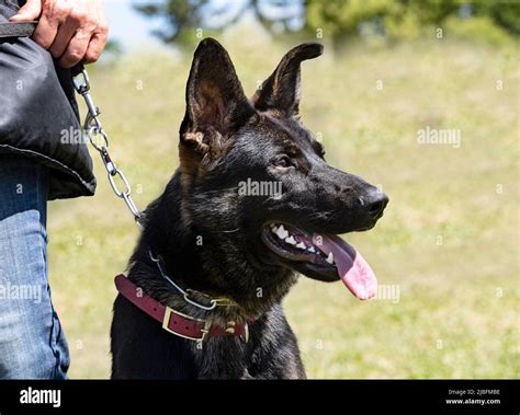 gray german shepherd training for competition of obedience Stock Photo ...