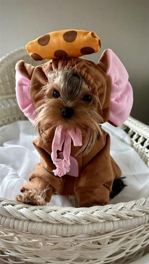 Yorkie Gallery Blueberry Brook Yorkies Morkies Yorkipoos