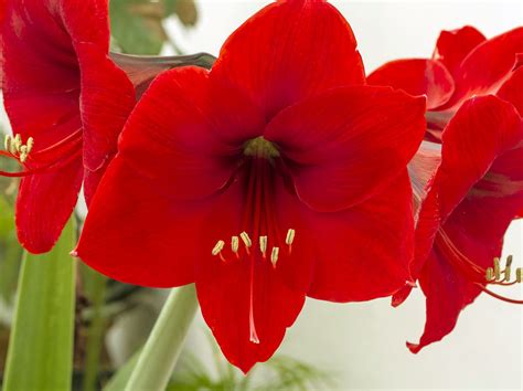 Amaryllis Verbl Ht Pflege Nach Der Bl Te Ihan Gusta