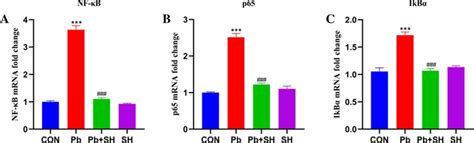 Effects Of Sh On The Mrna Expression Levels Of Nf κb P65 And Iκbα In