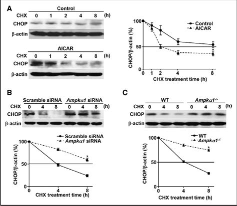 Figure 3 From Phosphorylation Of Chop C Ebp Homologous Protein By The