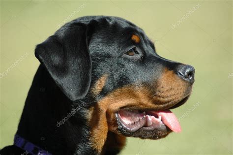 Pictures Puppy Profile Rottweiler Puppy Profile Portrait — Stock