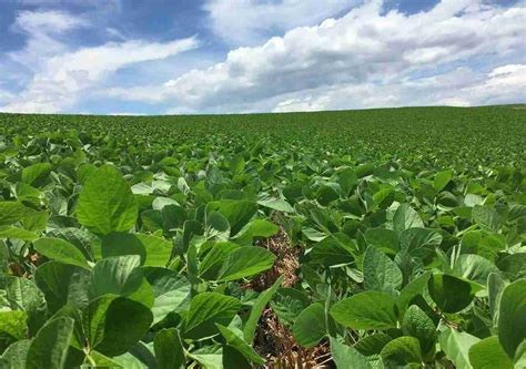 Rio Grande do Sul deve iniciar plantio da soja nesta semana Rádio Guaíba