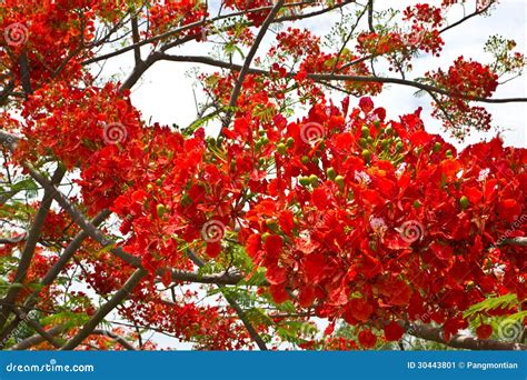 Flores Rojas Brillantes Imagen De Archivo Imagen De Arreglo