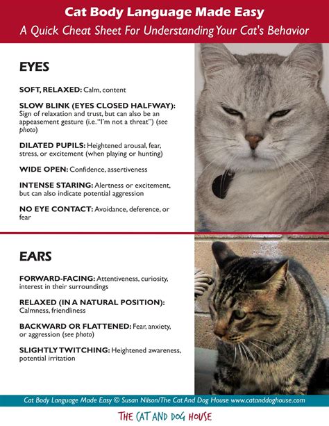 Cat Body Language Made Easy A Quick Visual Cheat Sheet To