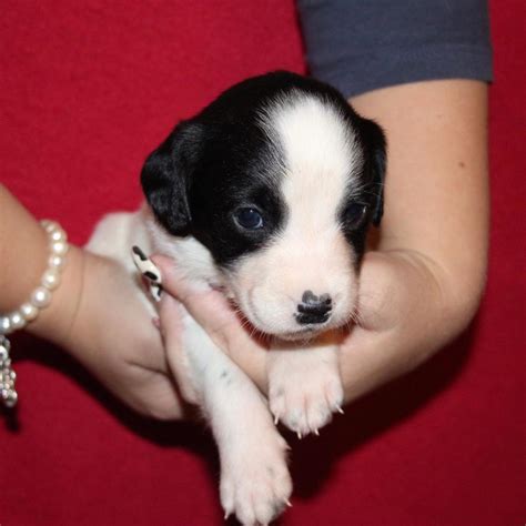 8 Puppies For Sale In Purton Wiltshire Gumtree