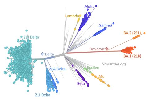 Omicron Its Mutations And The Antibody Response Science Aaas