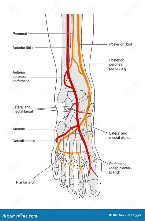 Circulation Of The Foot Labelled Stock Vector Illustration Of Pedis