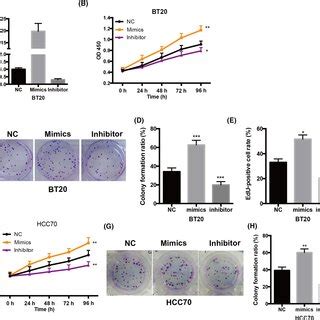 Mir P Is Upregulated In Breast Cancer Tissues And Promotes