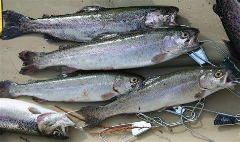 Stuff Your Stocking With Rainbow Trout