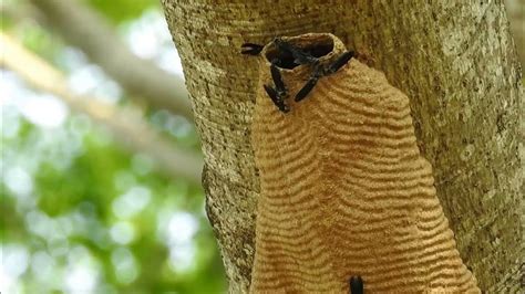 Hornet House Synoeca Cyanea Marimbondo Tatu Cabatatu Wasps Nest Dangerous Insects Youtube