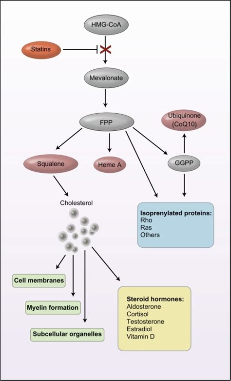 Steroid Synthesis Pathway Inhibition Of This Steroid P Open I