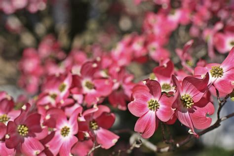 11 Pink Flowering Trees For Your Yard