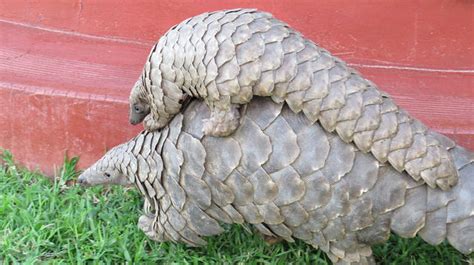 Celebrate World Pangolin Day February 20 Saving Earth Encyclopedia