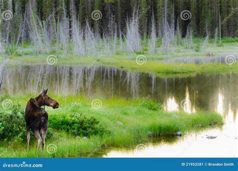 Wild Moose stock image. Image of america, country, large - 21953281