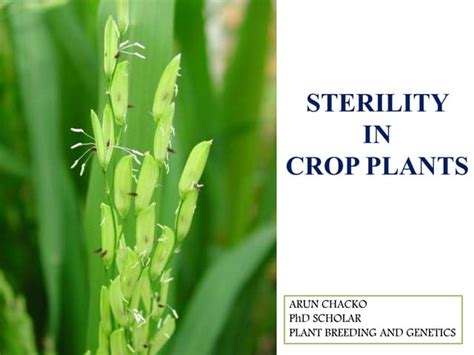 Male Sterility In Plants Ppt