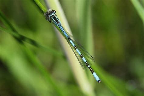 Coenagrionidae Dutch Dragonflies