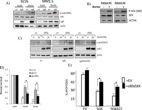 Sgk Kinase Activity In Multiple Myeloma Cells Protects Against Er