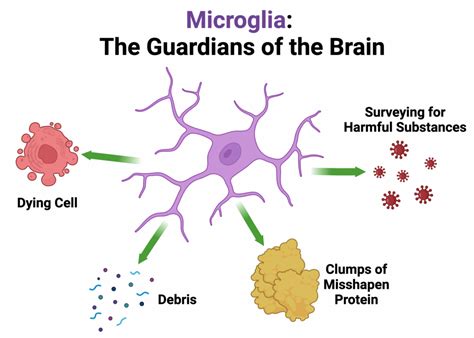 Snapshot What Are Microglia National Ataxia Foundation