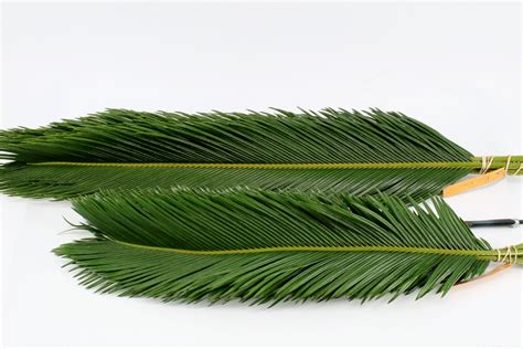 Cycas revoluta - Flora United International