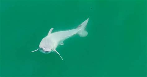 Baby Shark Spotted On Drone Footage In Major First Ever Sighting Of