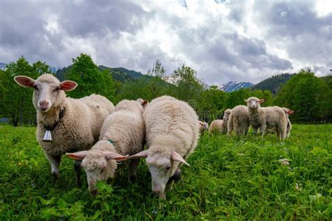 Sheep In A Meadow On Green Grass Sheep Grazing In A Meadow Under The