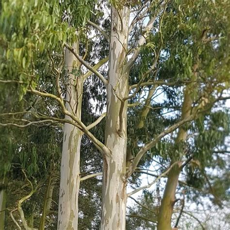 Eucalyptus Pauciflora Ssp Niphophila Mount Bogong Seeds Onszaden