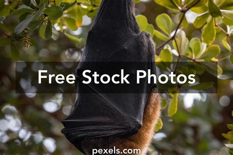 Bat Anatomy Photos, Download The BEST Free Bat Anatomy Stock Photos ...