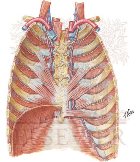 Thoracic Wall Anatomy