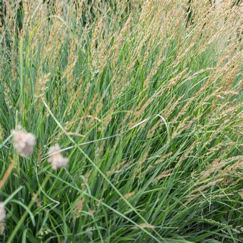 Szkółka Bylin Dobrepole Calamagrostis x acutiflora Karl Foerster