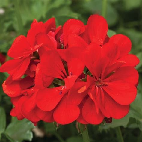 Geranium Balcony Trailing Red Jumbo Six Pack Stewarts Garden Centre