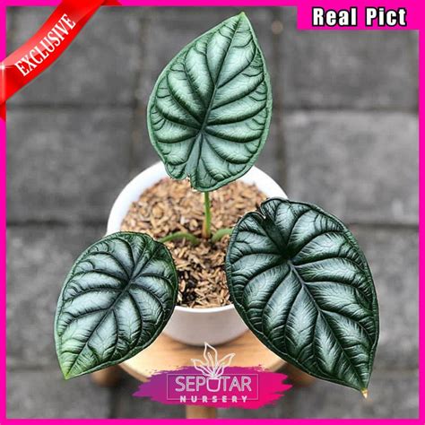 Jual BISA COD Alocasia Dragon Scale Tanaman Hias Alocasia Dragon