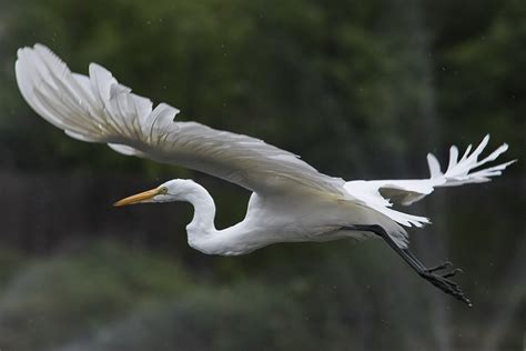 Great White Egret Facts, Habitat, Diet, Pictures