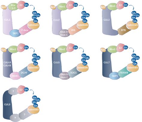 The Emerging Roles Of E3 Ubiquitin Ligases In Ovarian Cancer