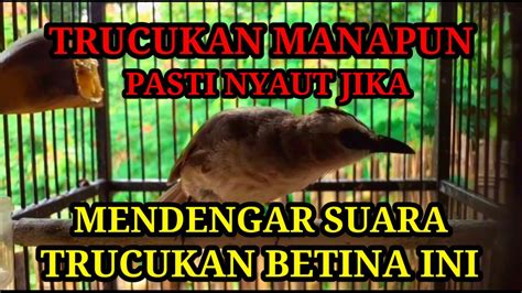 Trucukan Manapun Pasti Nyaut Jika Mendengar Suara Trucukan Betina Ini