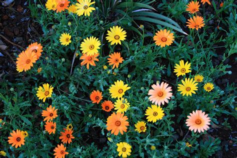 Bed Of Namakwaland Daisies Free Stock Photo Public Domain Pictures