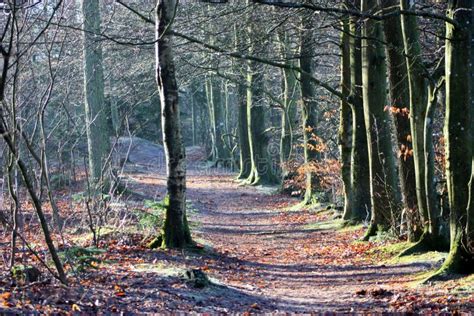 Dense Forest Trail With Naked Leafless Trees And Fallen Leaves Autumn Foliage On A Sunny Day
